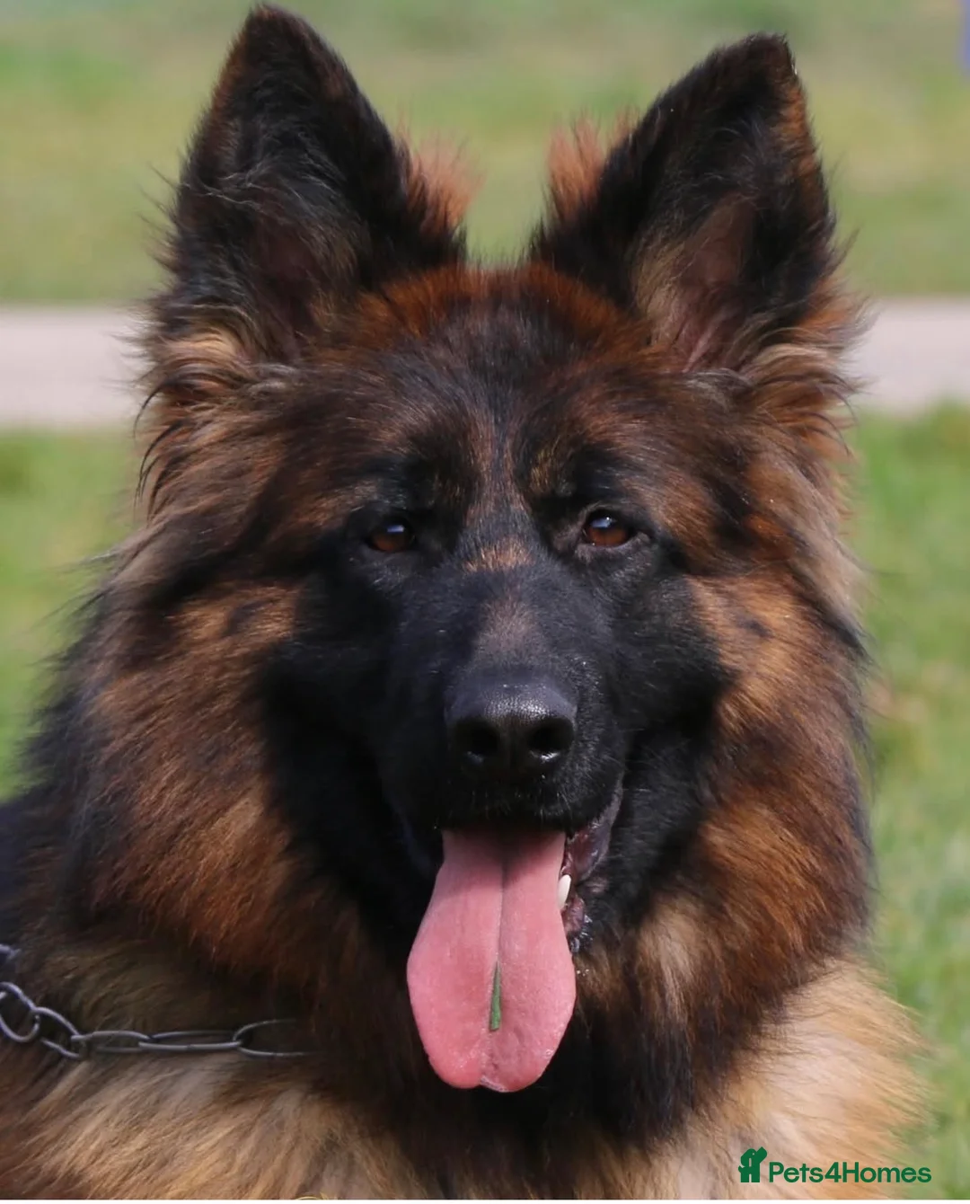 German Shepherd dogs for sale: 5 month old GSD  - Advert 7