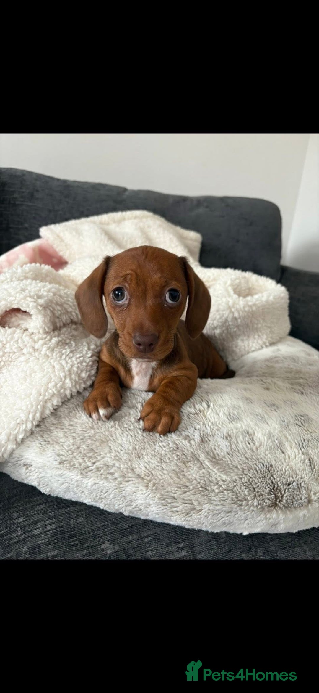 Miniature Dachshund dogs for sale: Miniature Dachshund Betsy  - Advert 6