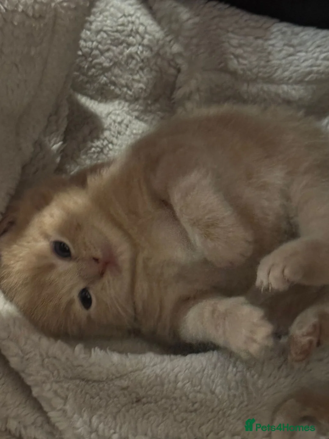 Domestic Shorthair cats for sale: 2 adorable mink ragdoll cross girls - Advert 13