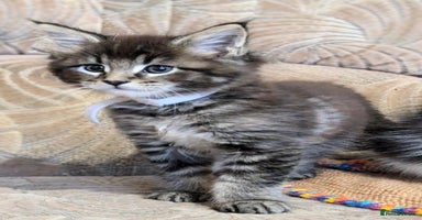 Maine Coon cats - Advert 4