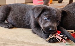 Labrador Retriever dogs for sale: THE LAST 4 KC HEALTH TESTED LABS READY TO NOW.  - Image 12