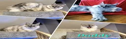 Maine Coon cats for sale: ✅✅❤️Show Quality Registered Maine Coon Kittens❤️✅✅ - Advert 12