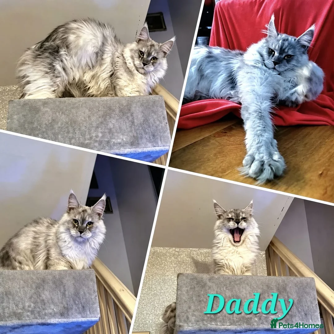 Maine Coon cats for sale: ✅✅❤️Show Quality Registered Maine Coon Kittens❤️✅✅ - Advert 12