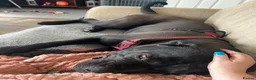 Cane Corso dogs for sale: Scooby needs his forever home  - Advert 4
