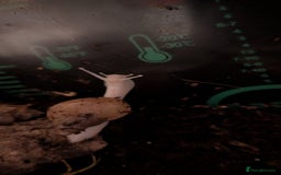 Snails invertebrates for sale: Juvinile Lissachatina fulicas - Image 3