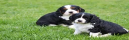 Cavachon dogs for sale: Beautiful Cavachon puppies for sale - Advert 31