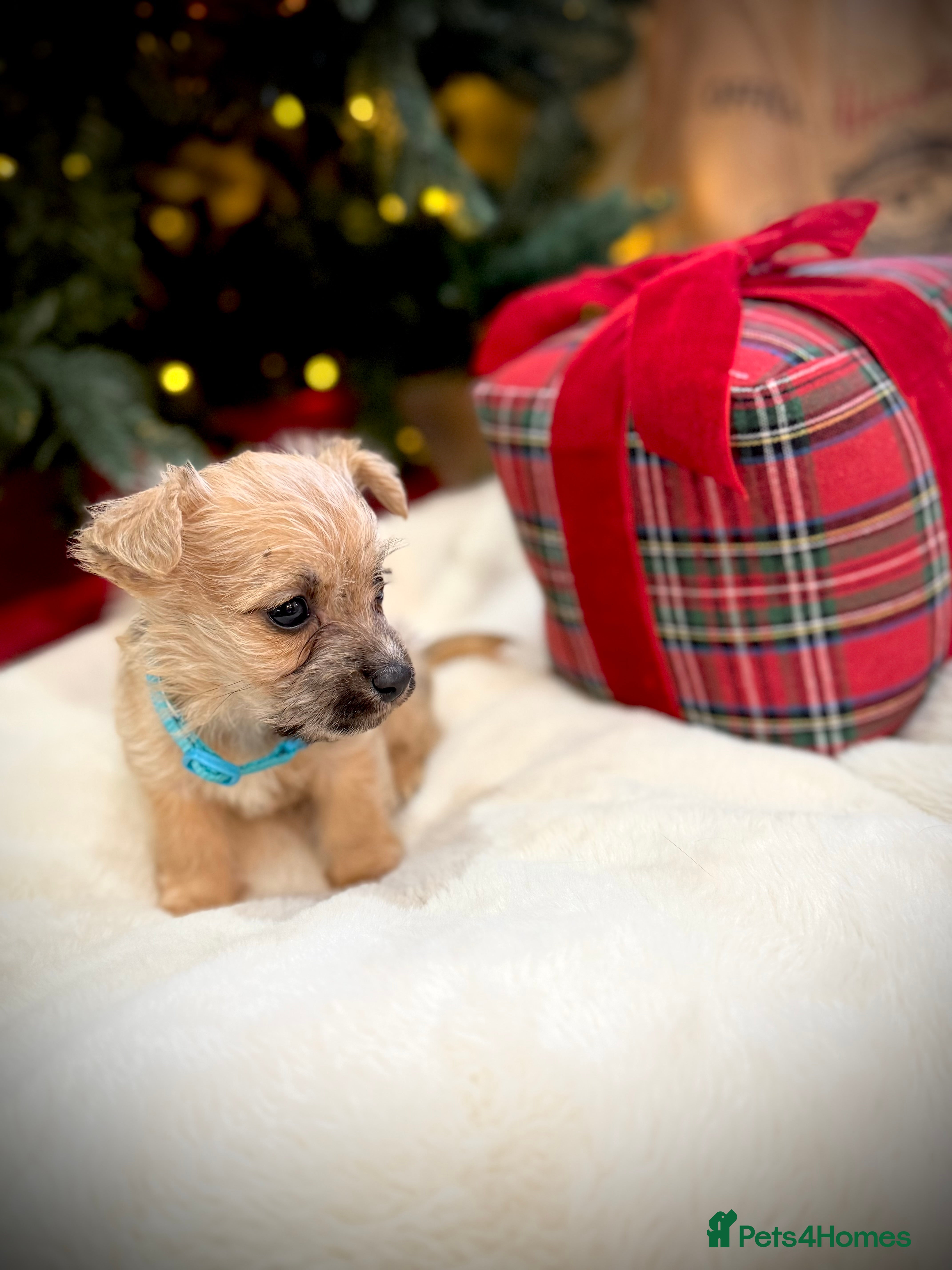 Jack Russell dogs One Much Wenlock Jack Russell Puppy Left - Advert 7