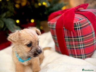 Jack Russell dogs Much Wenlock Jack Russell Pups - Advert 2