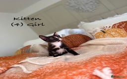 Mixed Breed cats for sale: Stunning kittens 8 weeks old ready now  - Image 14