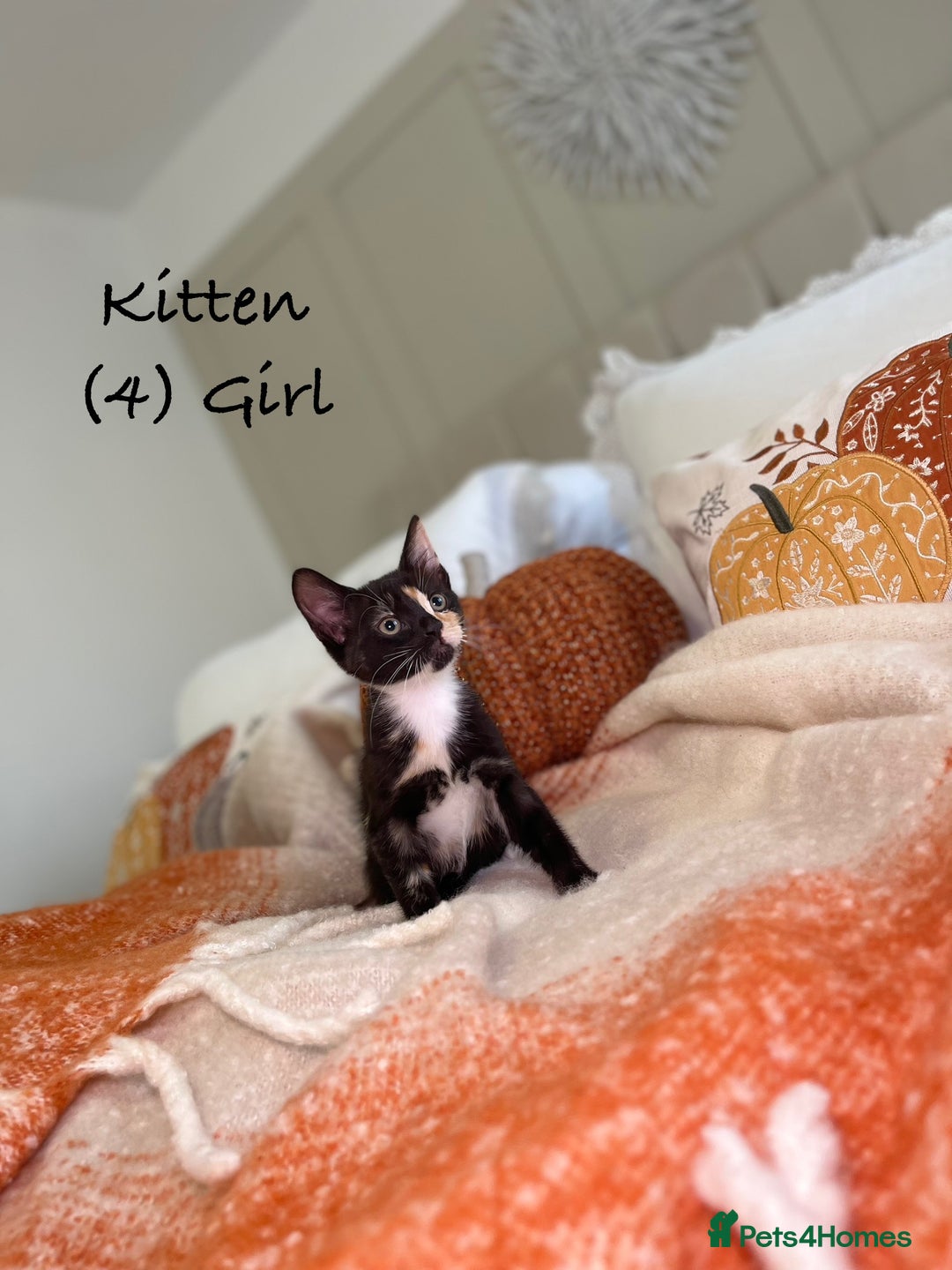 Mixed Breed cats for sale: Stunning kittens 8 weeks old ready now  - Image 14