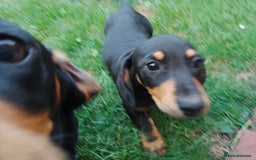 Miniature Dachshund dogs for sale: Dachshund boy ready now  - Image 4