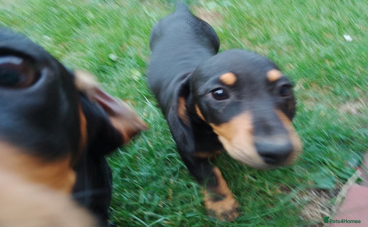 Miniature Dachshund dogs - Advert 6