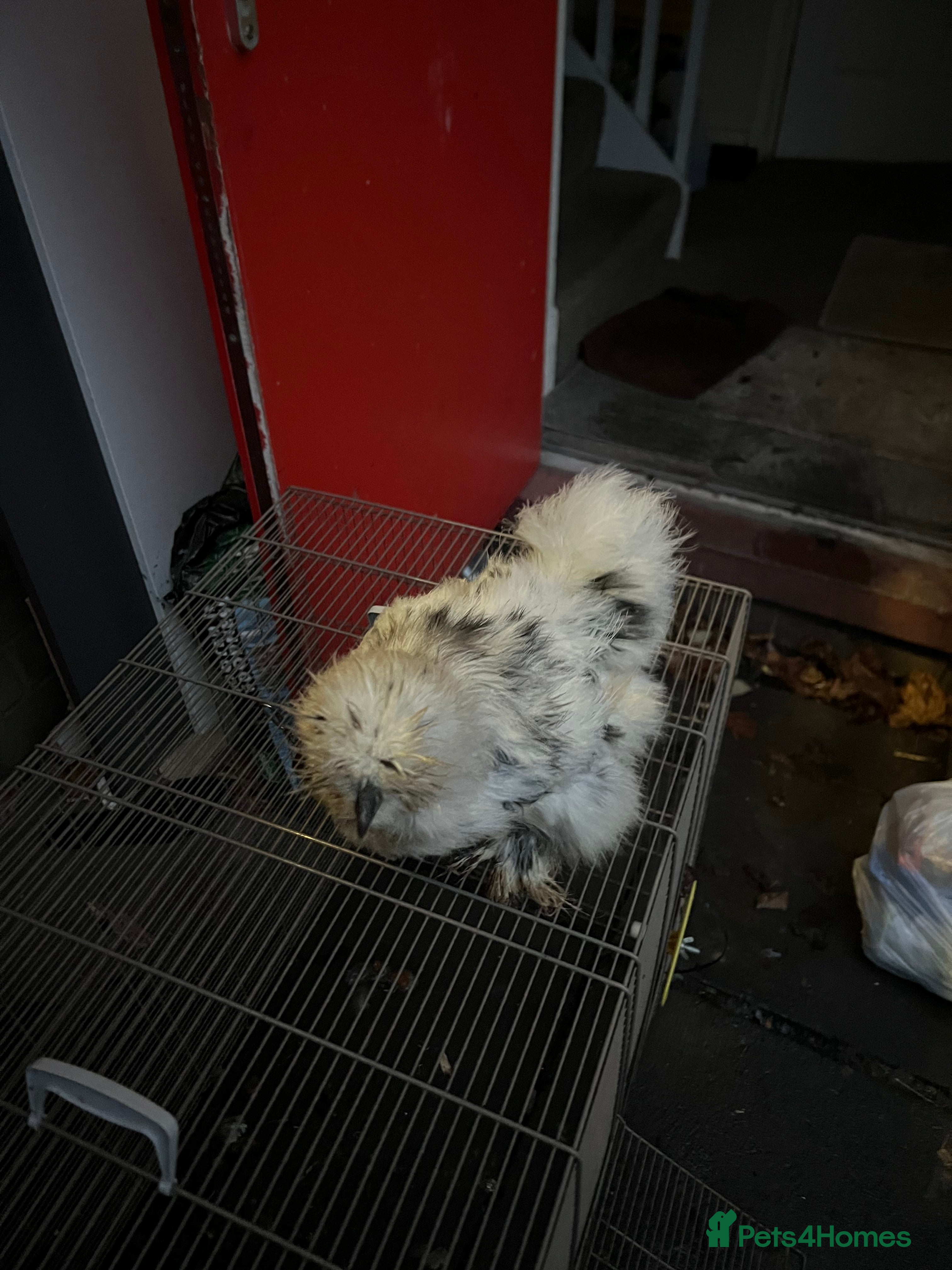 Chickens poultry 11 Pekin and silkie chickens for sale - Advert 17