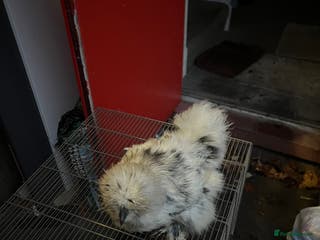 Chickens poultry 11 Pekin and silkie chickens for sale - Advert 18
