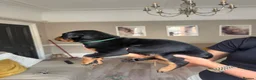 Dobermann dogs for sale: Ready now 1 girl Doberman puppy - Advert 5