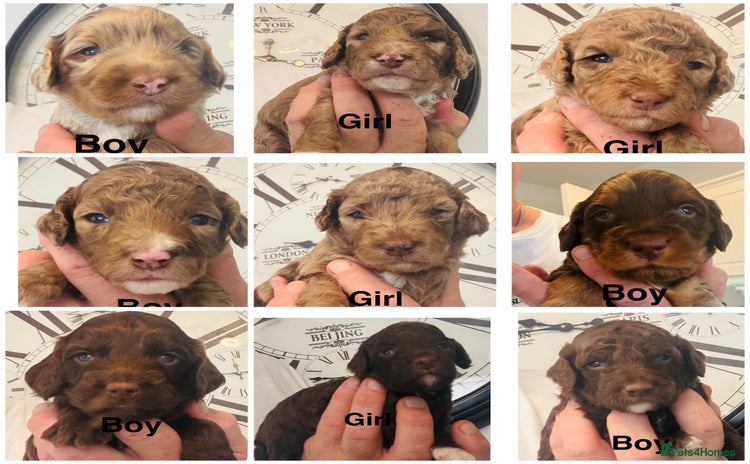 Cockapoo dogs - Advert 3