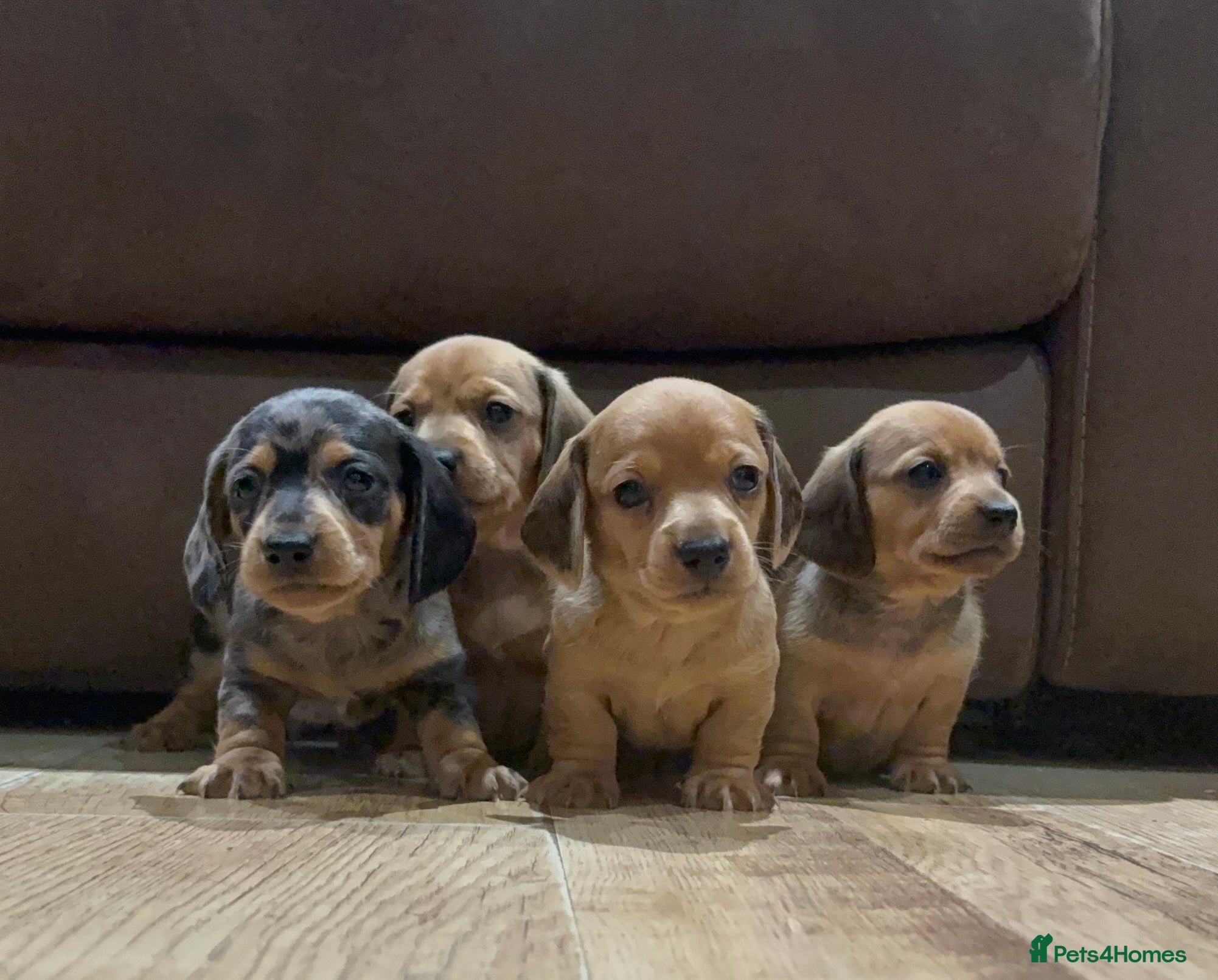 Miniature Dachshund dogs Miniature Dachshund Puppies💕 - Advert 2