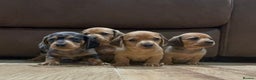 Miniature Dachshund dogs for sale: Miniature Dachshund Puppies💕 - Advert 7