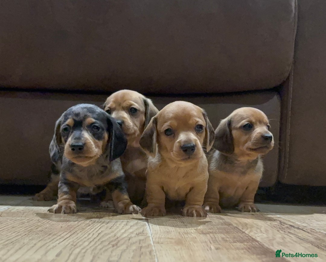 Miniature Dachshund dogs for sale: Miniature Dachshund Puppies💕 - Advert 7