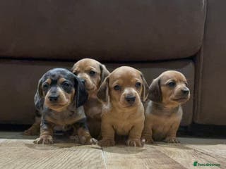Miniature Dachshund dogs Miniature Dachshund Puppies💕 - Advert 7