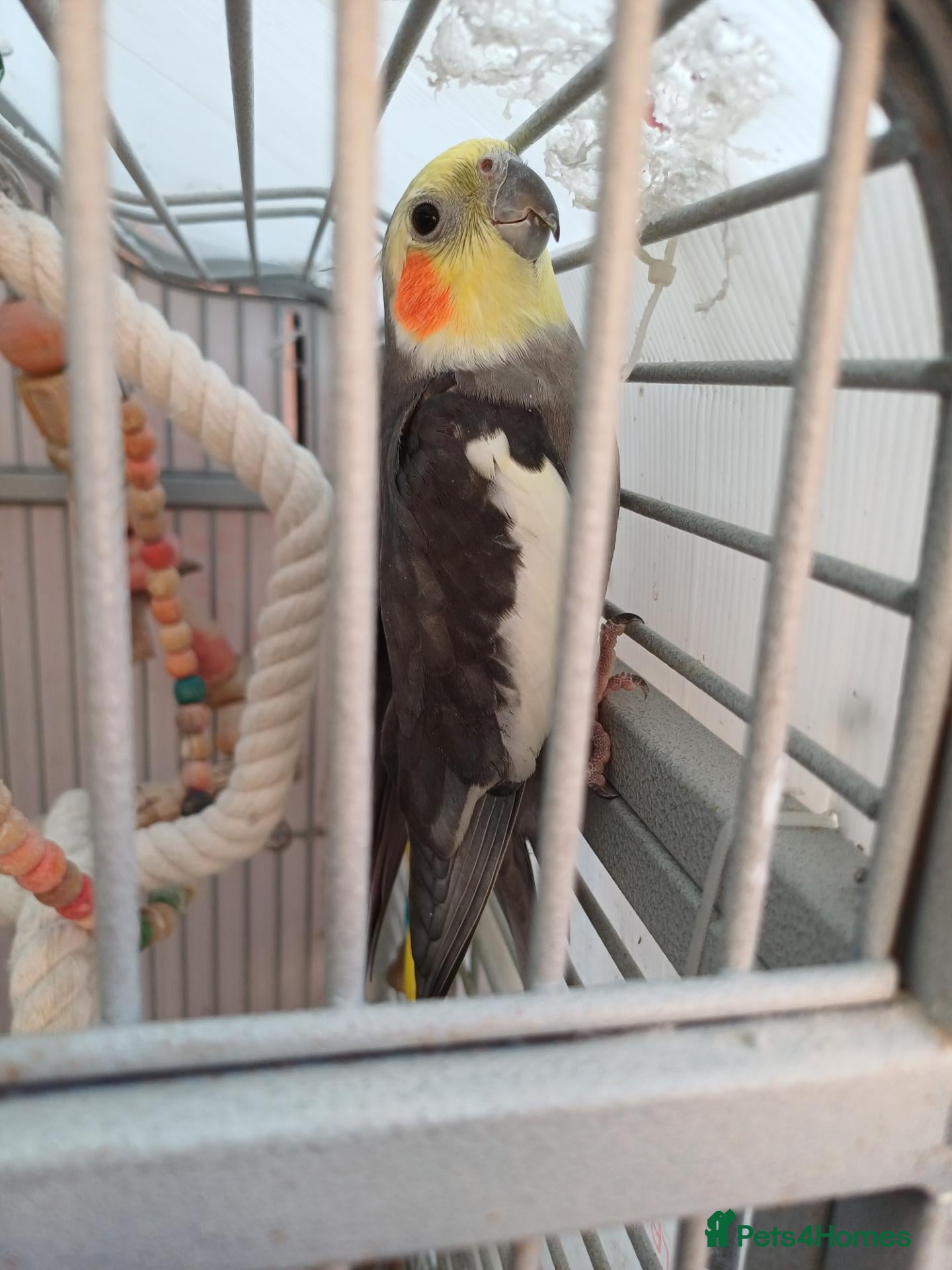 Cockatiels birds Peeko - Advert 1