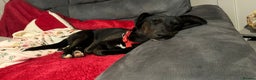 Dachshund dogs for adoption: Cute Lolita looking for LOVE  - Advert 5