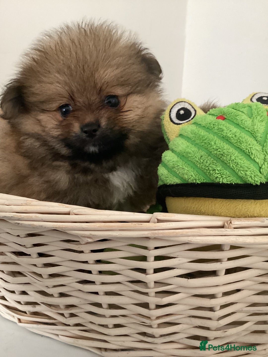 Pomeranian dogs for sale: READY NOW! kc reg STUNNING Pomeranian puppies  - Image 6