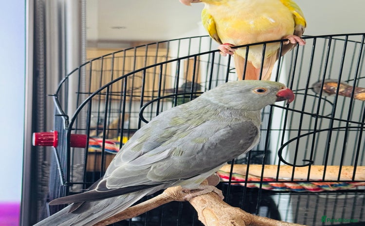 Ringnecks birds - Advert 1
