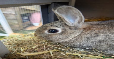 Netherland Dwarf rabbits - Advert 7