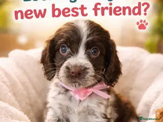 Cocker Spaniel dogs Cocker spaniel girl - Advert 1