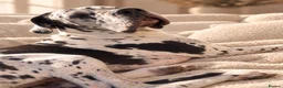 Great Dane dogs for stud: 🤍🖤Proven Stud🖤🤍 KC Harlequin Great Dane 3yrs - Advert 4