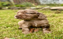 Sprocker dogs for sale: Sprocker spaniel puppies  - Image 7