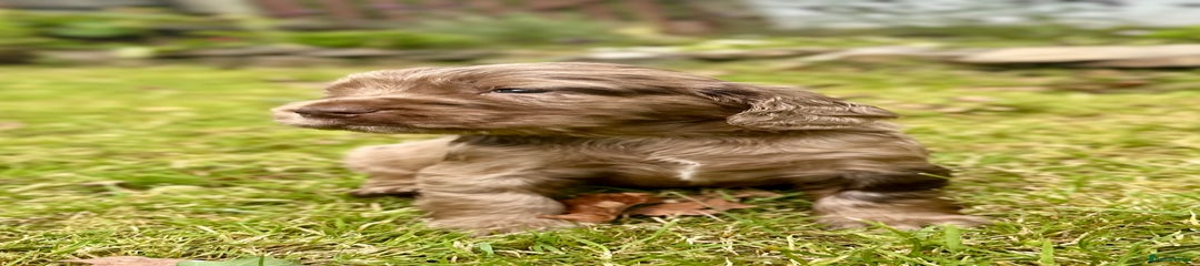 Brown roan