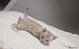 Bengal cats for sale: LAST 1! HEALTH TESTED bengal kittens TICA  - Image 3