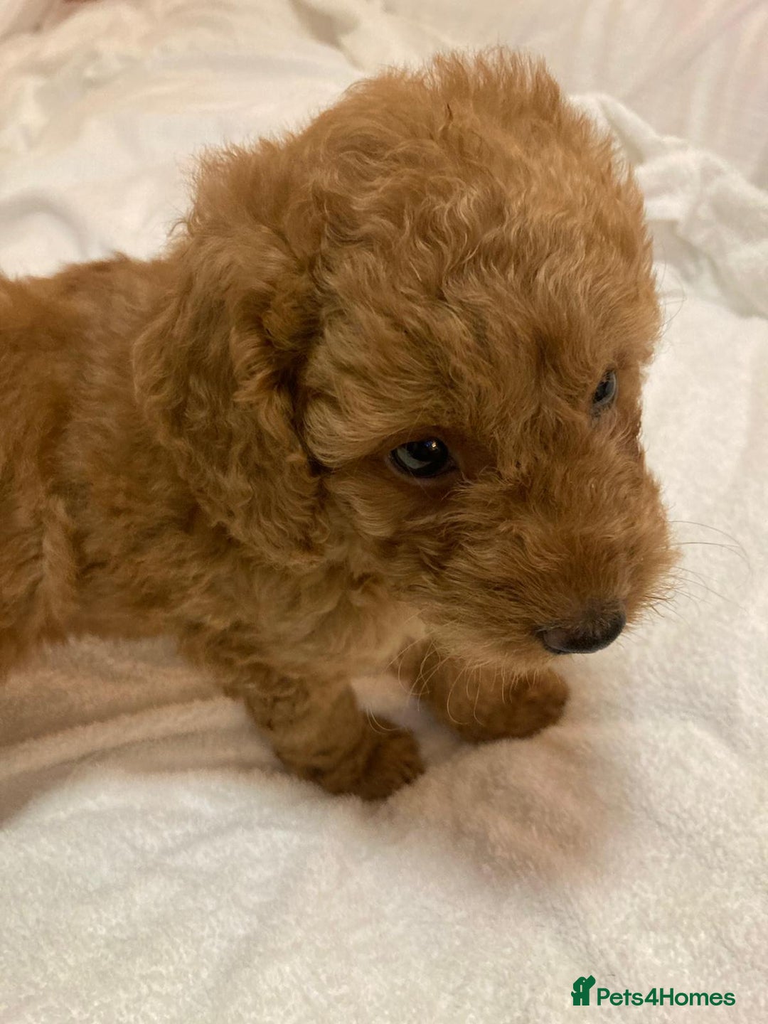 Cavapoo dogs for sale: Cavapoo puppies  - Image 5