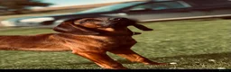 Mixed Breed dogs for sale: Bavarian mountain hound x English springer spaniel in Shrewsbury - Advert 3