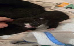 Domestic Shorthair cats for sale: 3 Beautiful Kittens - Image 6