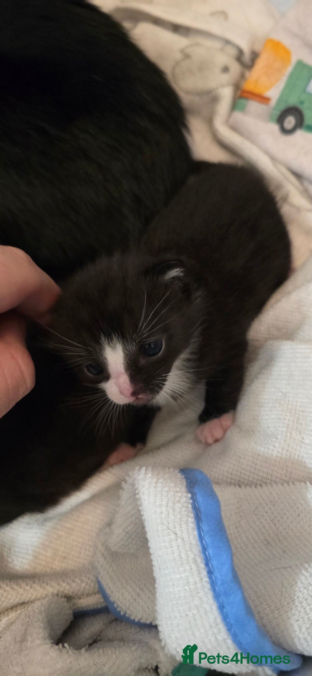 Domestic Shorthair cats for sale: 3 Beautiful Kittens - Image 6