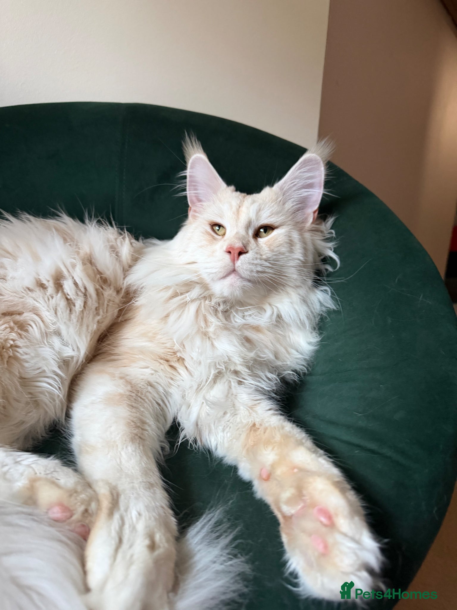 Maine Coon cats for stud: Maine Coon stud - Advert 3