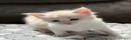 Maine Coon cats for sale: Xl Maine coon kittens health tested parents Tica R - Advert 31
