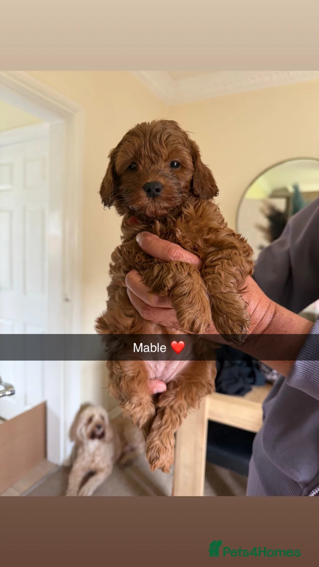 Cockapoo dogs for sale: 4 F1B cockapoo puppies  in Bishop Auckland - Advert 2