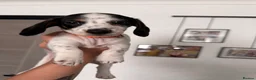 Dachshund dogs for sale: 4 adorable small dachshund girls available  - Advert 9