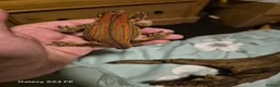 Gecko reptiles for sale: Lovely red stripe male gargoyle gecko in London - Advert 5