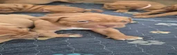 Dogue De Bordeaux dogs for sale: KC Registered Dogue de Bordeaux Puppies-Champion  - Advert 19