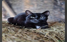 Mixed Breed cats for sale: 7 kittens looking for new home - Image 25