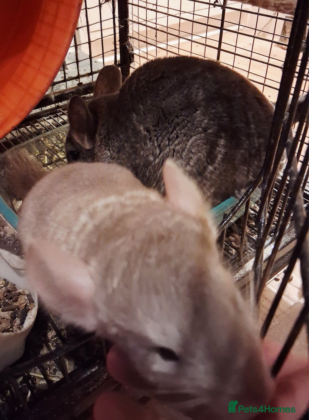 Chinchilla rodents for sale: Gorgeous Chin kit ready for a forever home - Advert 3