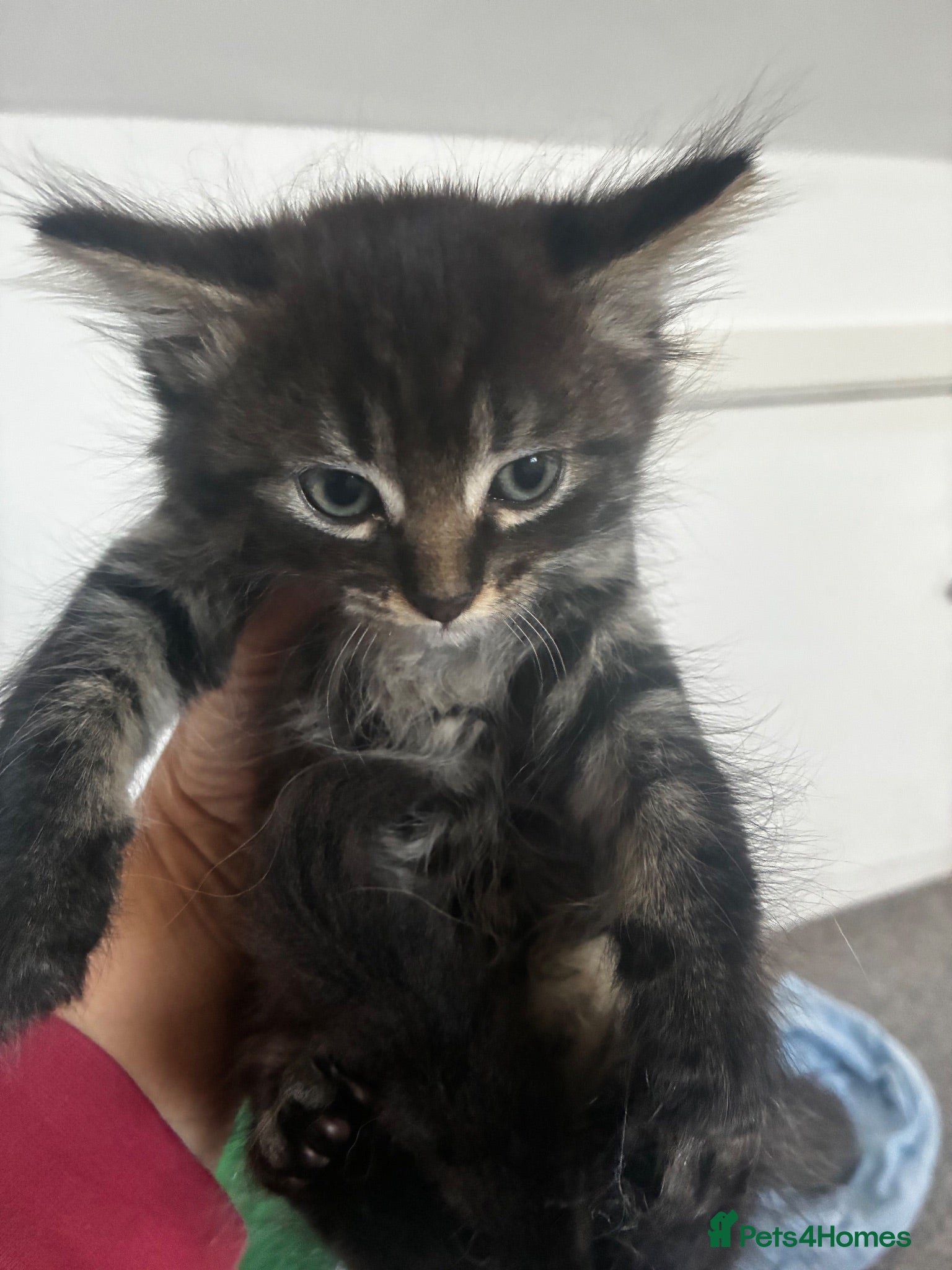 Mixed Breed cats Adorable playful kittens - Advert 1