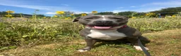 Staffordshire Bull Terrier dogs for sale: Looking for a loving home  - Advert 2