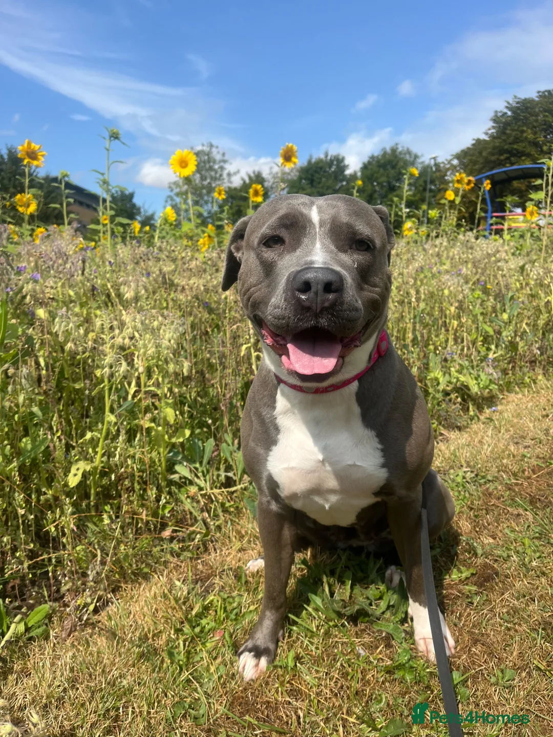 Staffordshire Bull Terrier dogs for sale: Looking for a loving home  - Advert 2