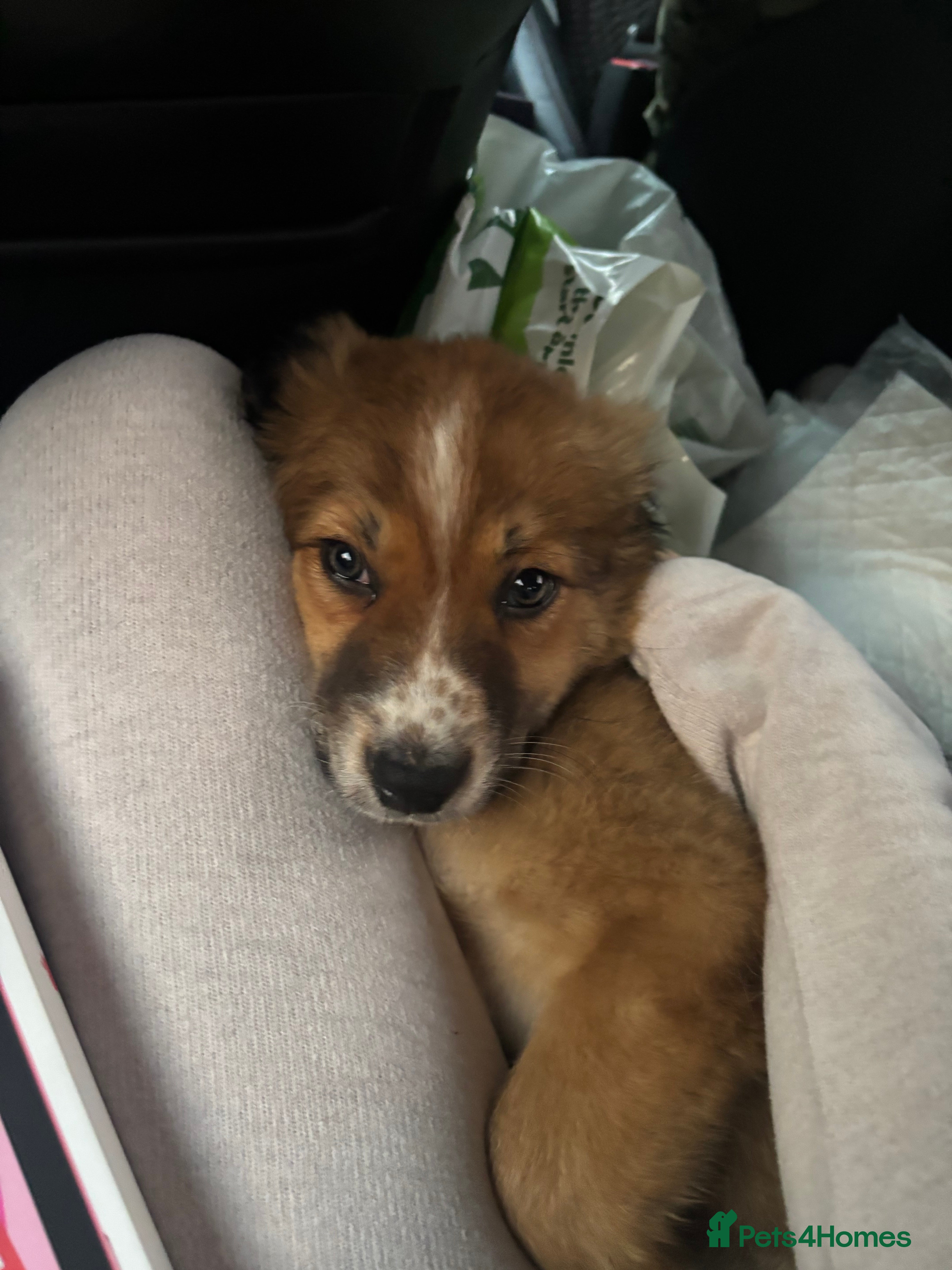 Border Collie dogs Border Collie Puppy 11Weeks - Advert 1